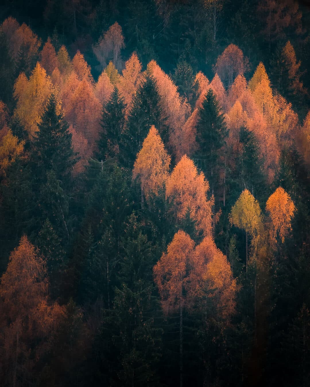 Autumnal Trees Digital Photo Art