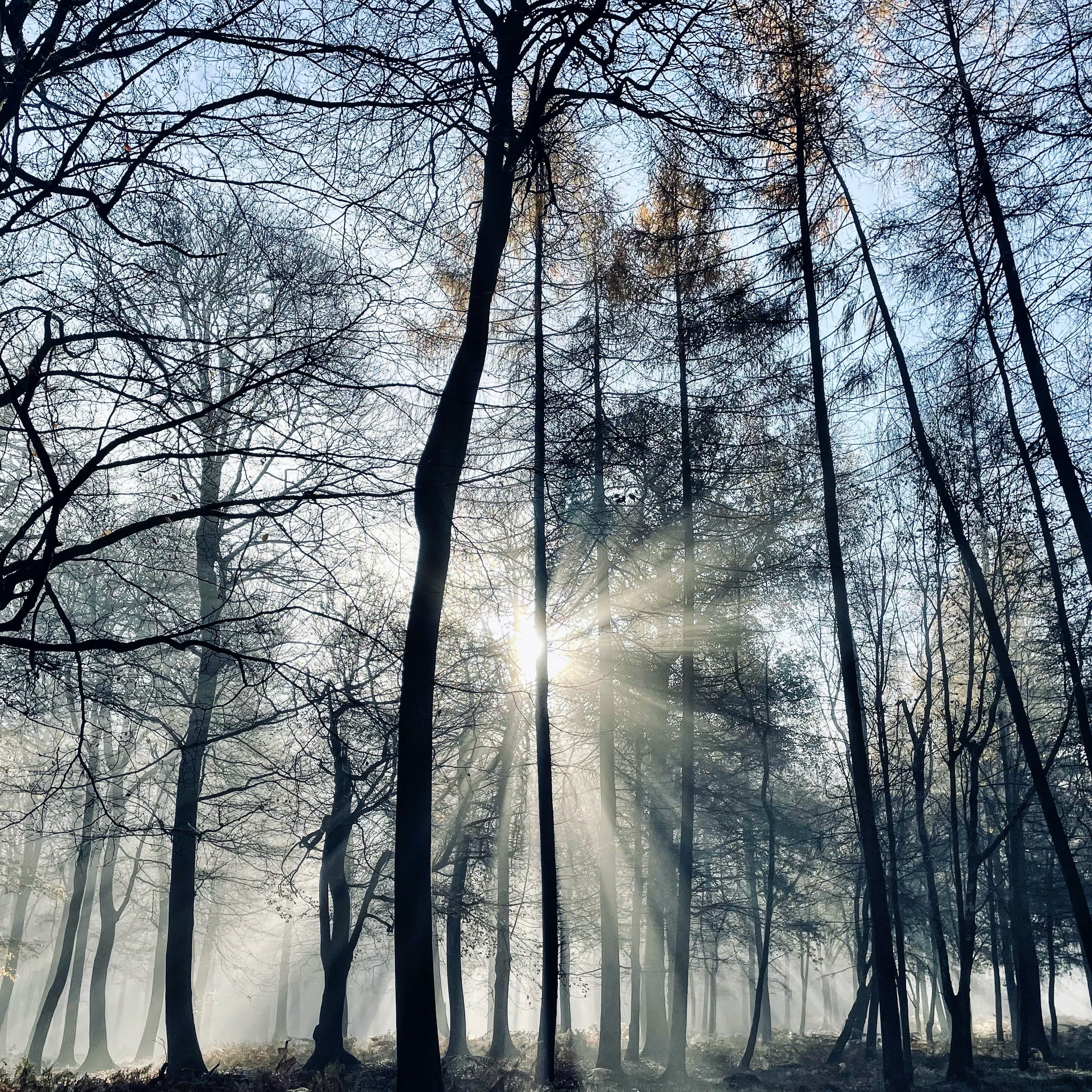 Woodland Glow Landscape Photography