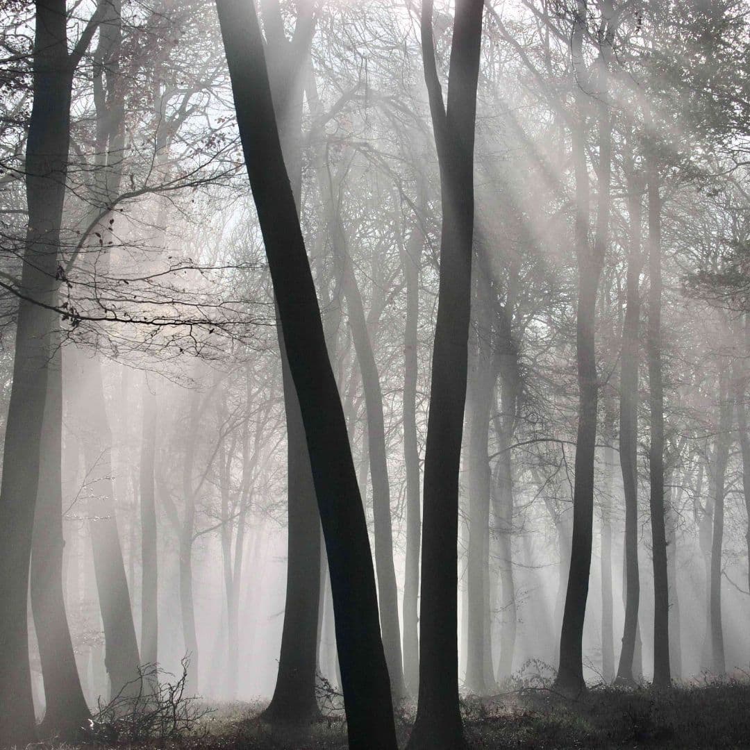 Morning Mist-Misty Woods Photographic Art