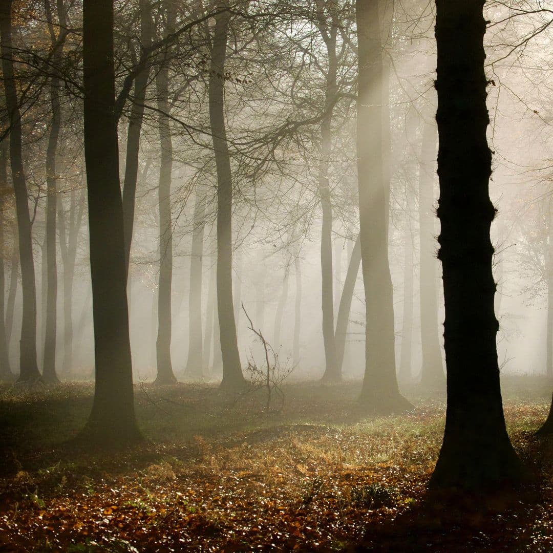 Golden Light- Woodland Fog Digital Photography