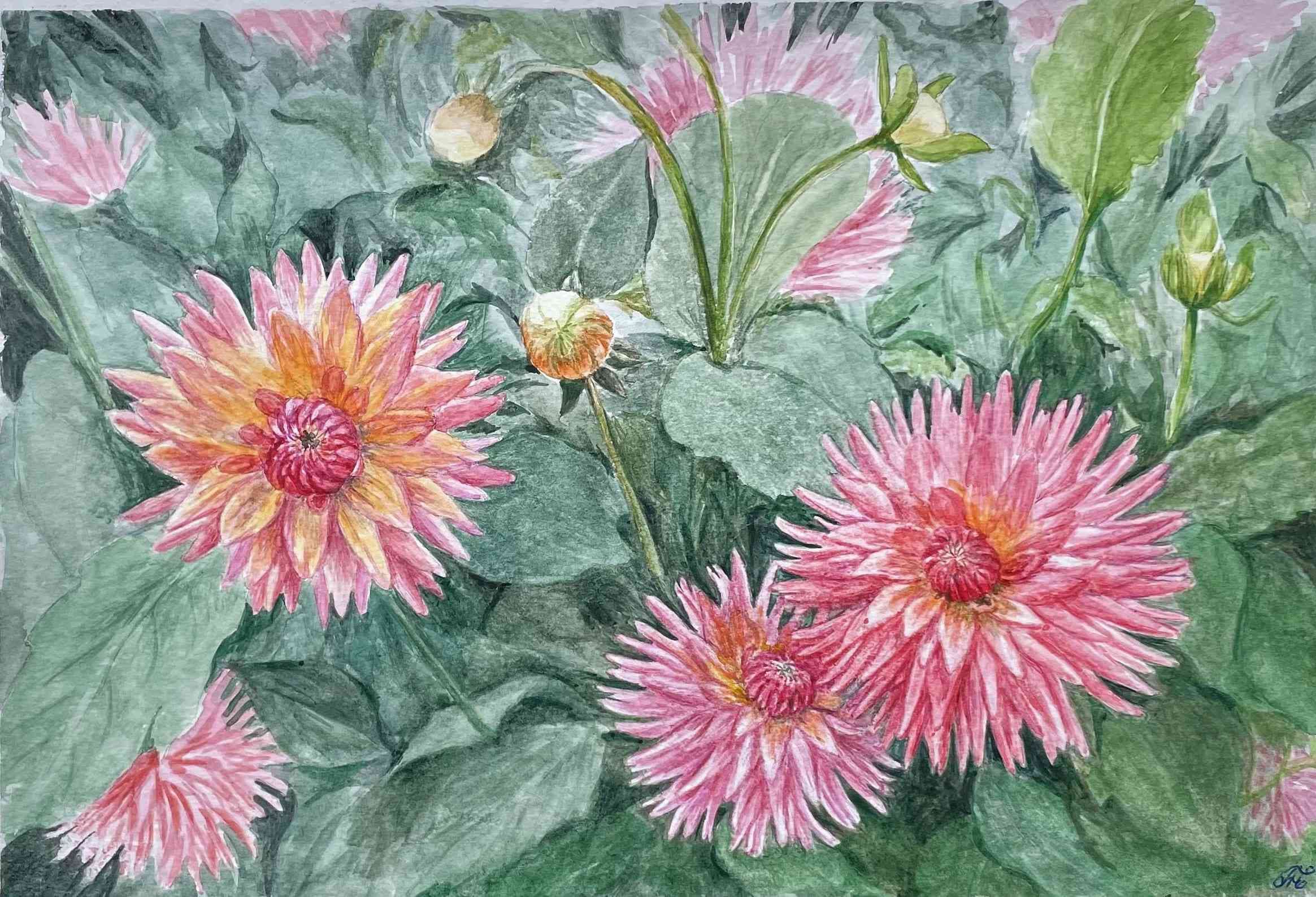 Dahlias Watercolour Painting - 1658846939 thumbnail-0