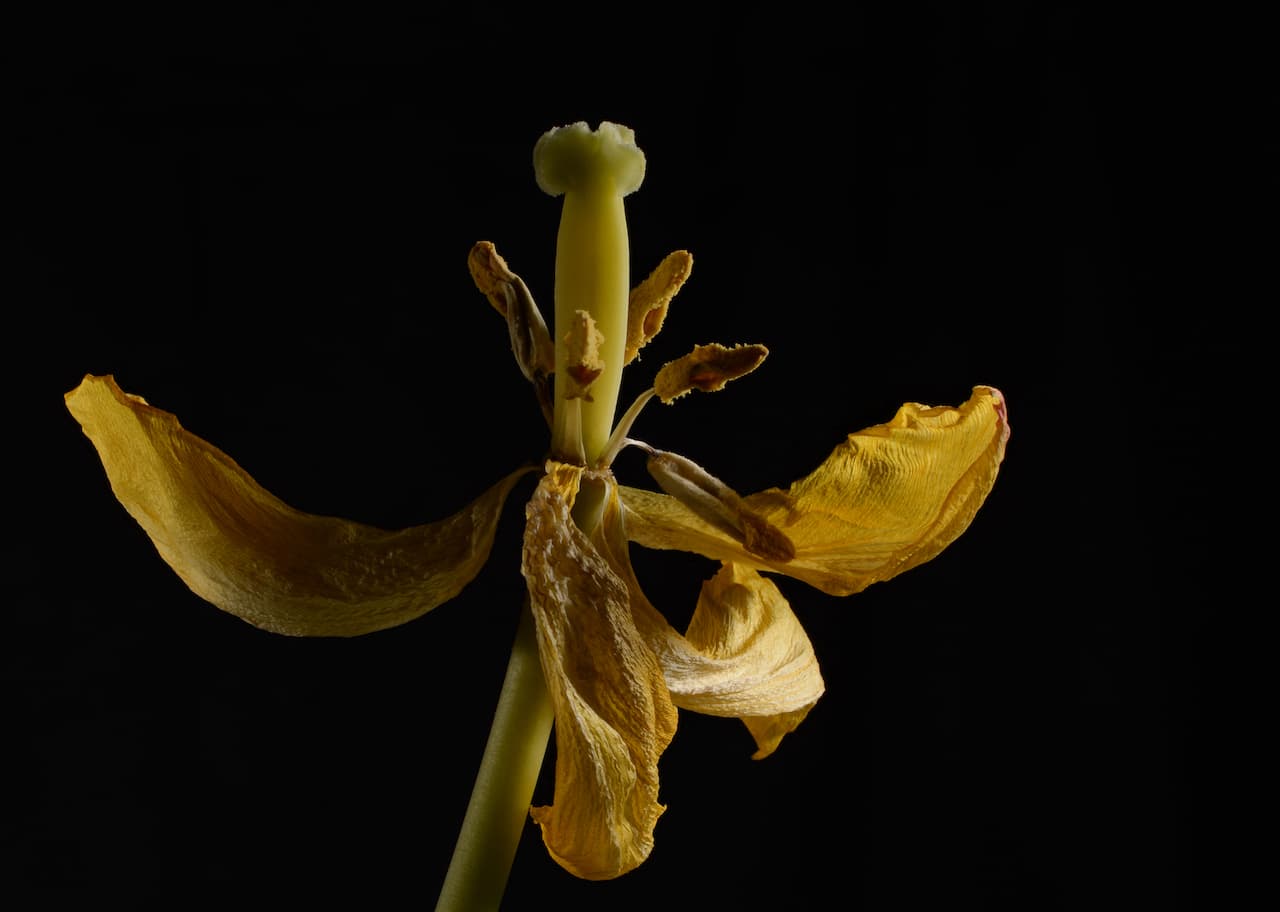 Tulip 1-Dry Tulip Head Photographic Digital Print