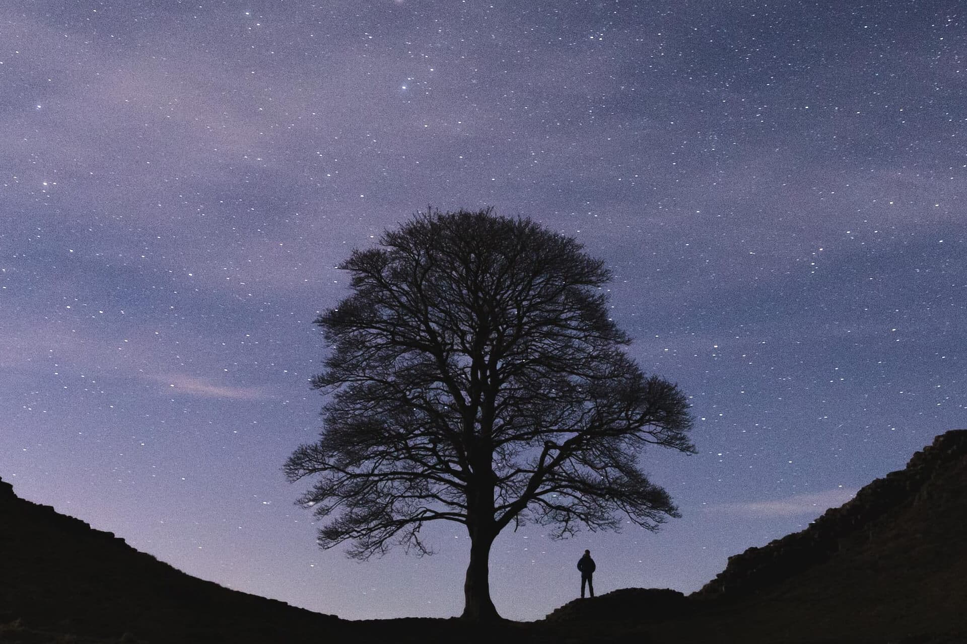 Admiration of The Sycamore Gap Tree Digital Photo thumbnail-2