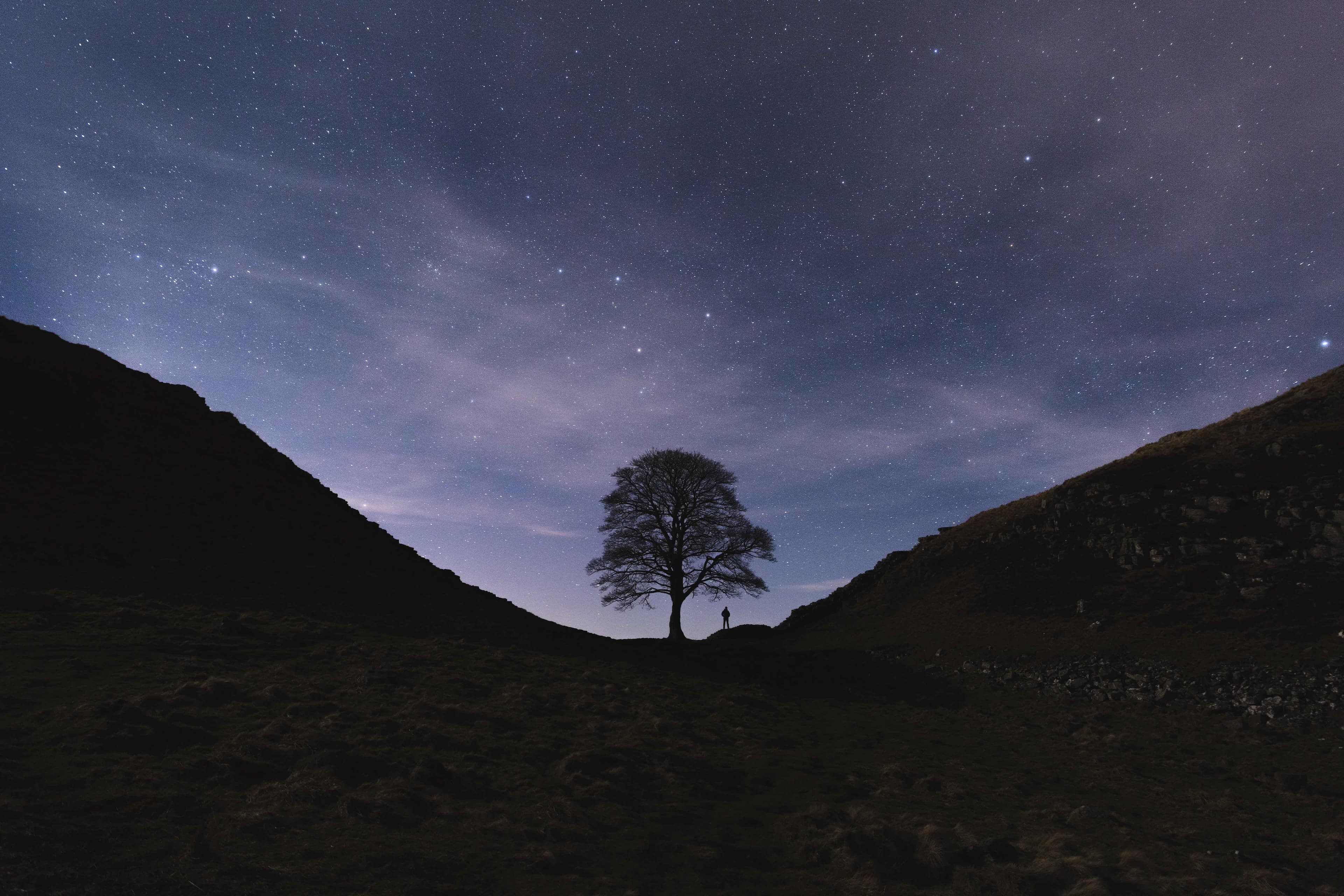 Admiration of The Sycamore Gap Tree Digital Photo