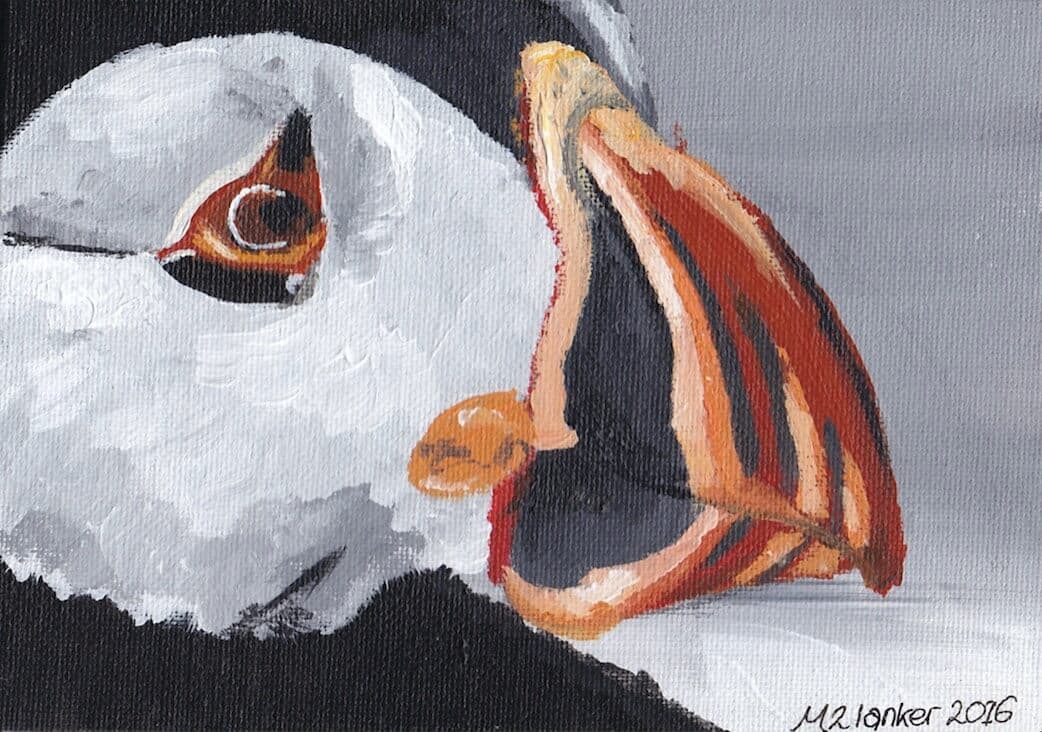 Icelandic puffin acrylic art print thumbnail-0