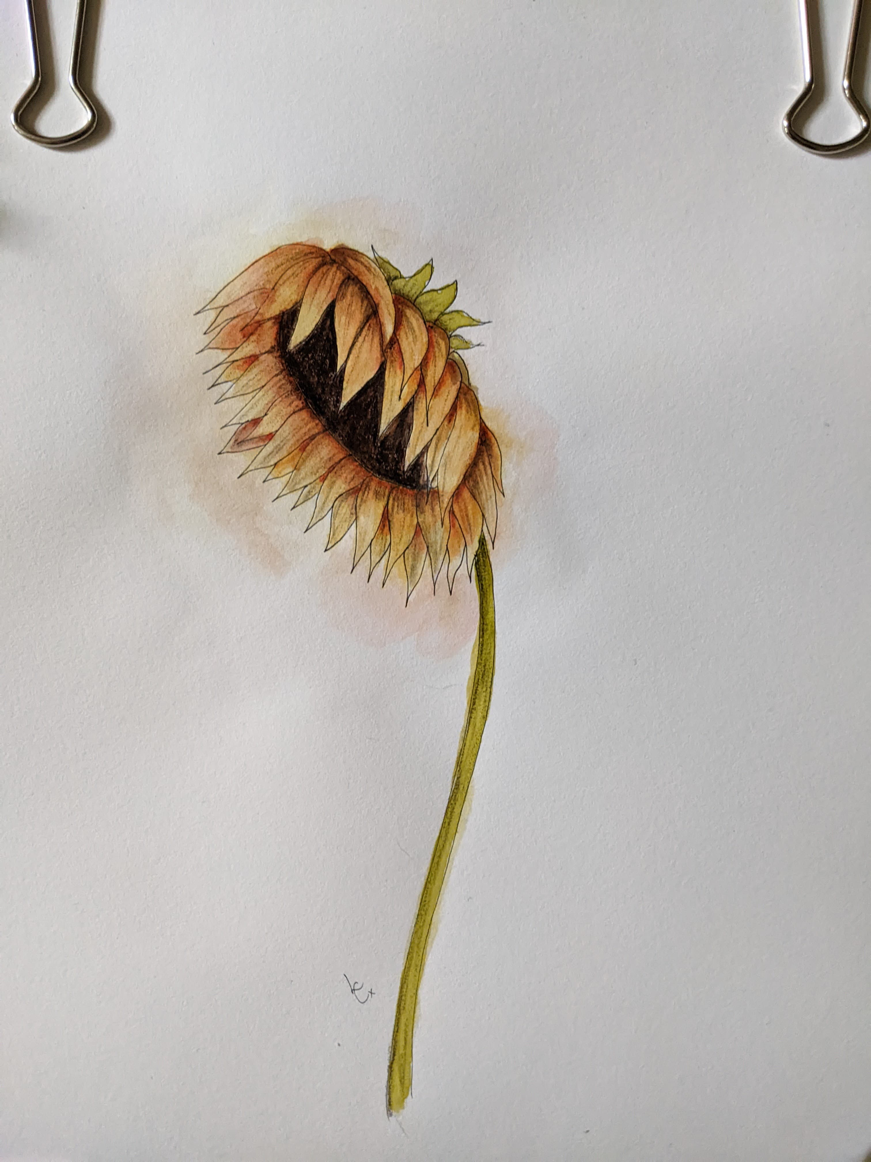 Sad Sunflower Watercolour Artwork thumbnail-0