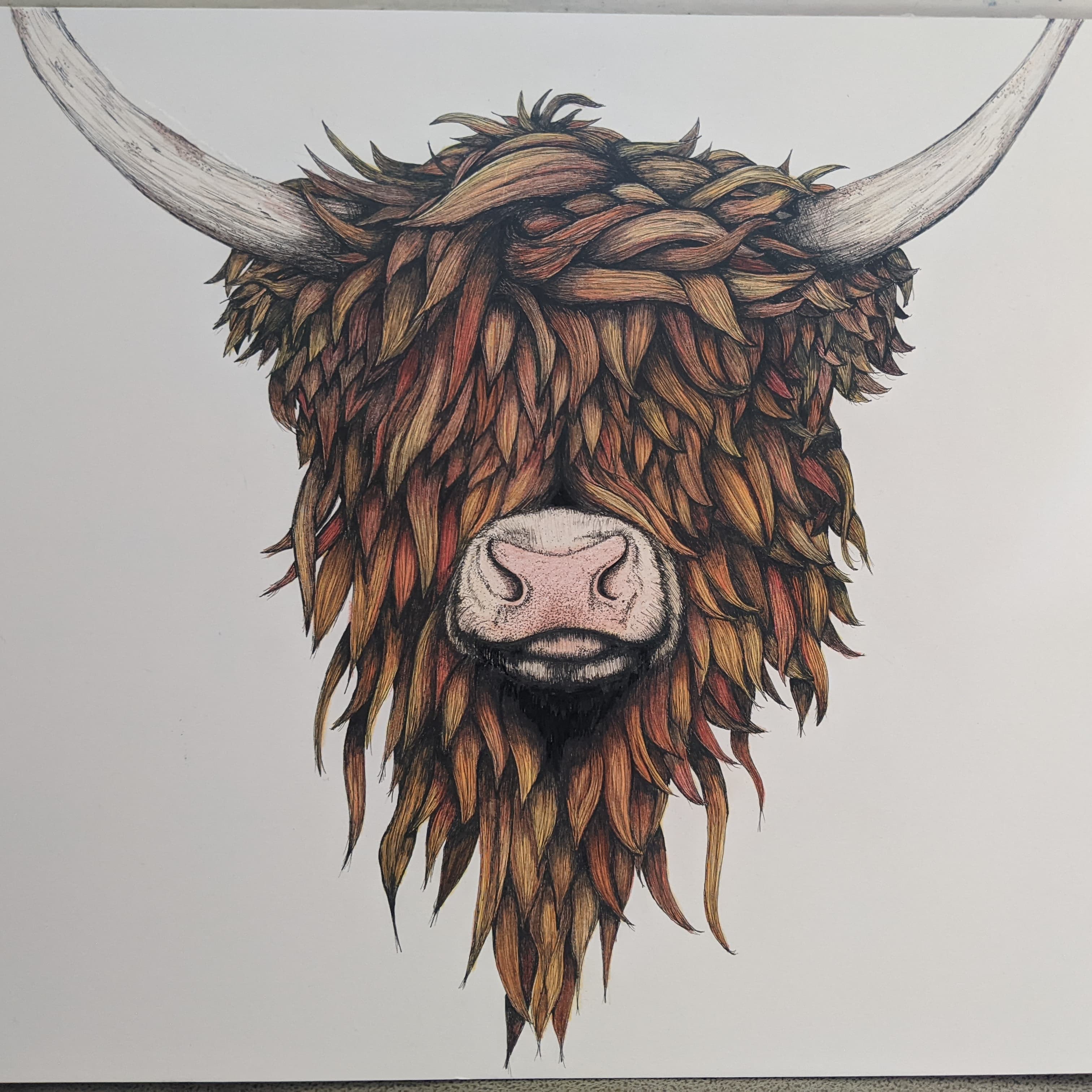 Highland Coo- Coloured Pencil Animal Head Artwork thumbnail-0