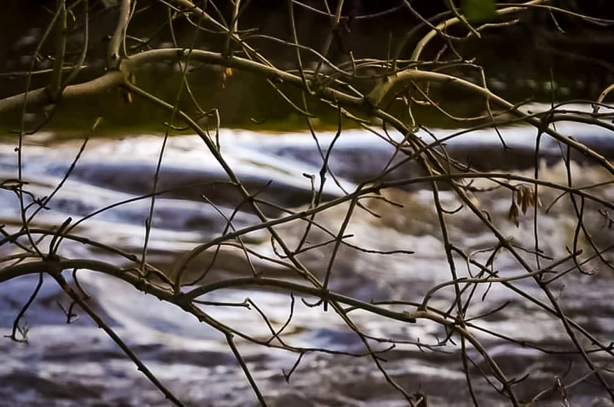 Life Through Branches - Autumnal Branches Digital Photography thumbnail-0