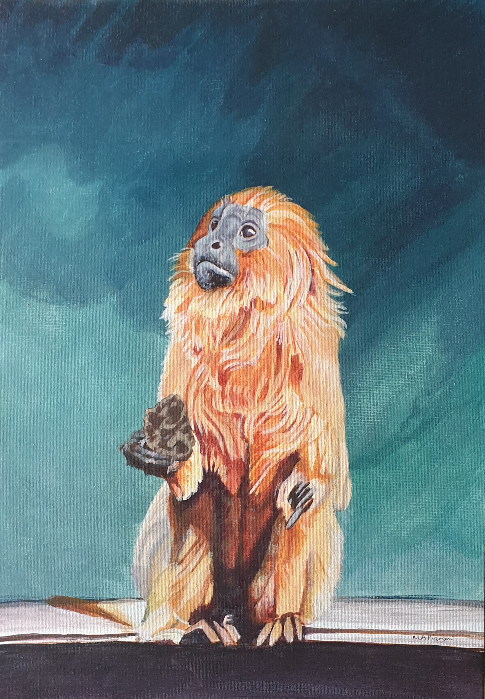 Golden Lion Tamarin