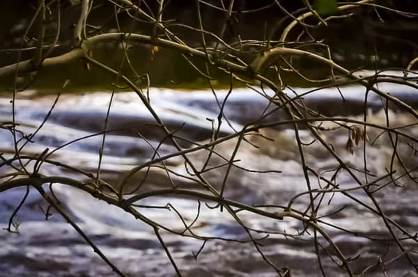 Life Through Branches - Autumnal Branches Digital Photography