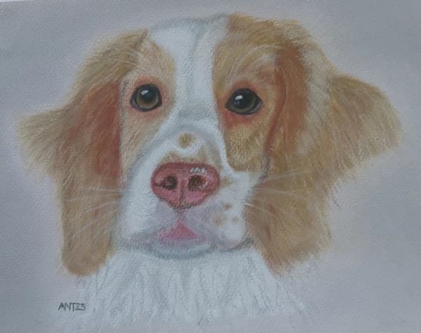 Ginger Print of an Original - Pet Portrait in Pastels