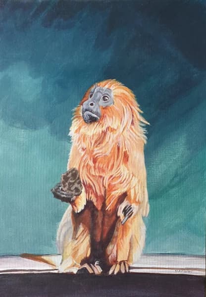 Golden Lion Tamarin